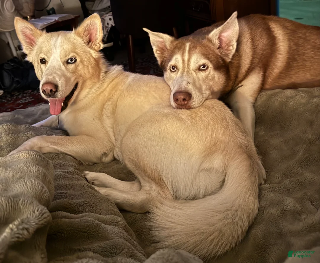 Siberian Husky dogs for sale: Siberian Husky Puppy 6 - Ad 2