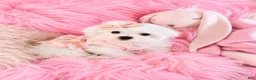 Maltese dogs for sale: Maltese 1 - Ad 3