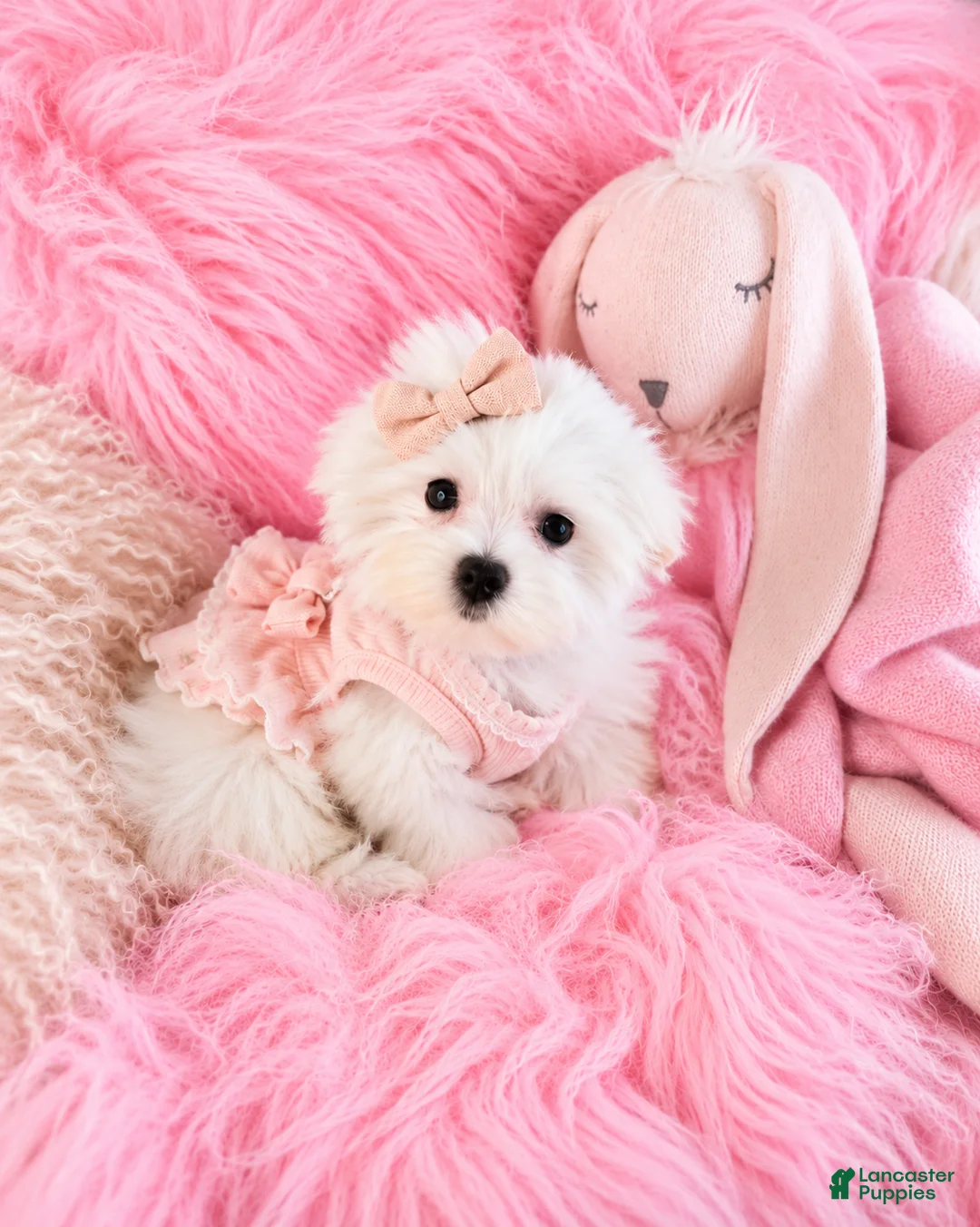 Maltese dogs for sale: Maltese 1 - Ad 3