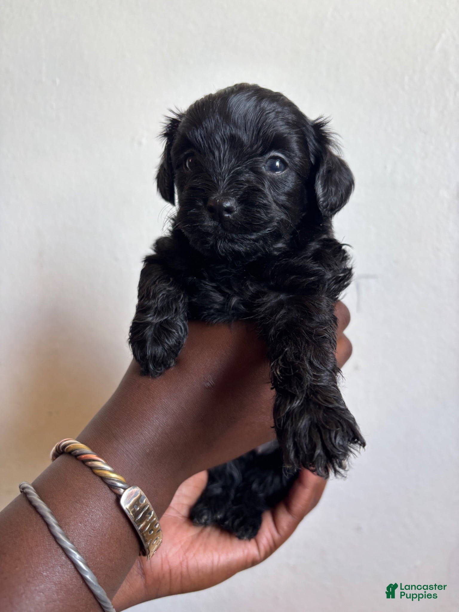 Shihpoo dogs Araya  - Ad 1
