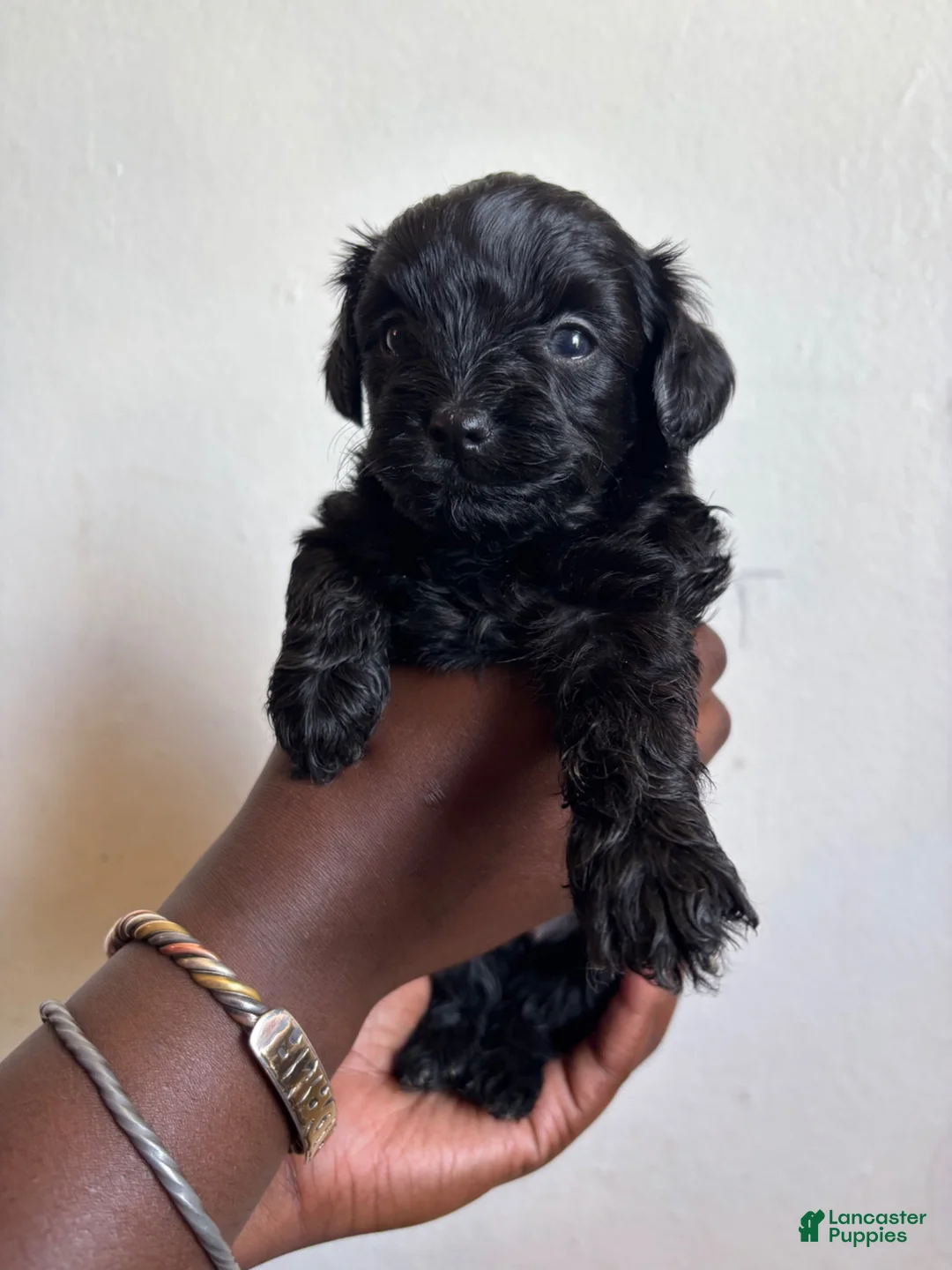 Shihpoo dogs for sale: Araya  - Ad 1