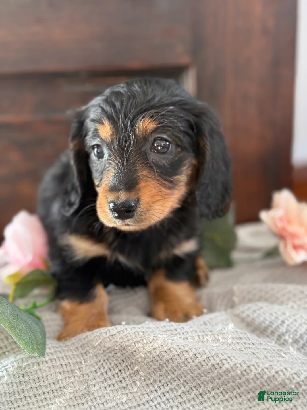 Miniature Dachshund dogs for sale: Mac - Ad 10