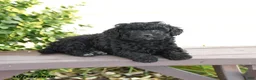 Miniature Poodle dogs for sale: Asher - Ad 4