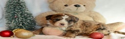 Bernedoodle dogs for sale: Dasher - Ad 7