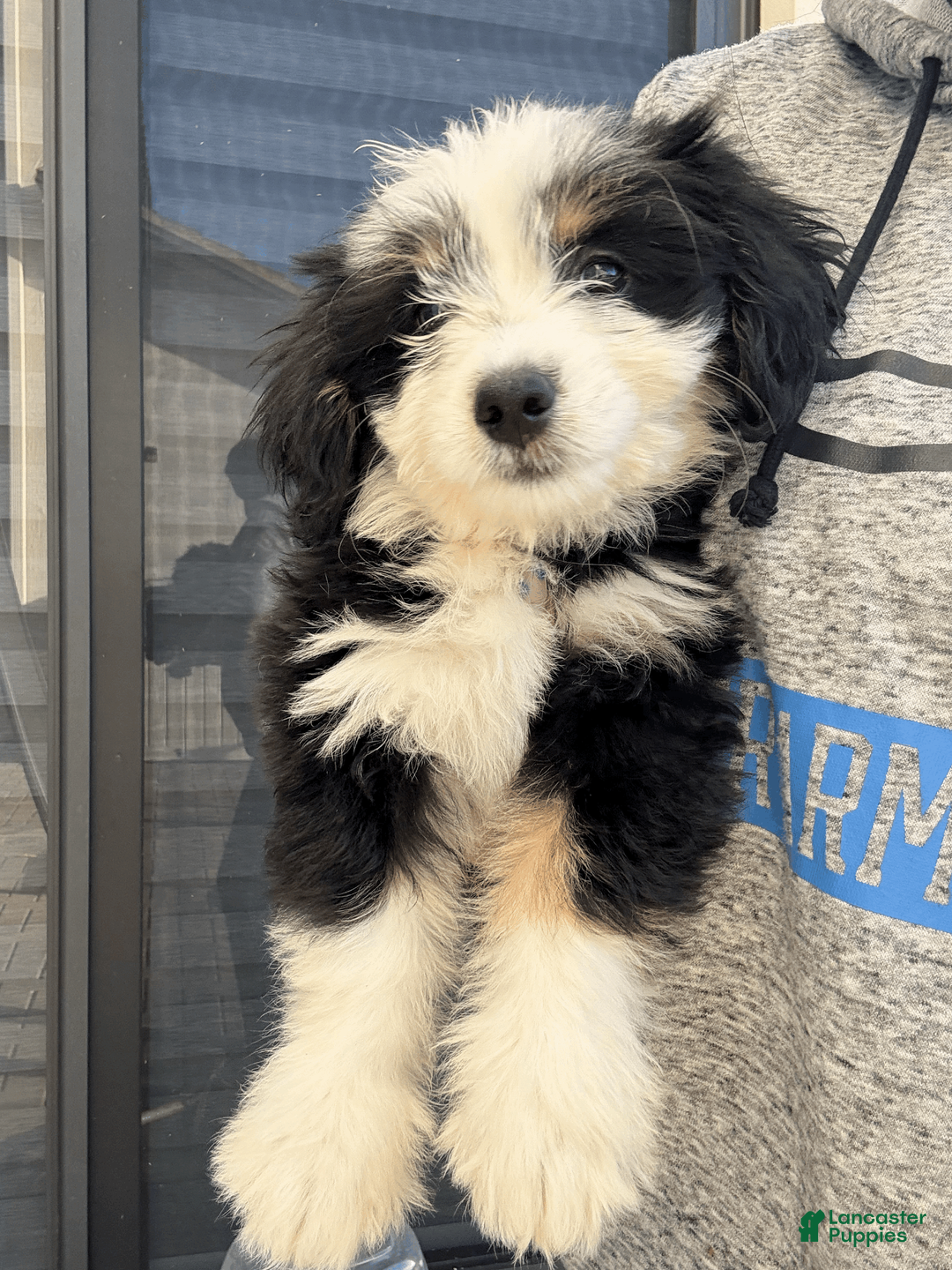 Mixed Breed dogs for sale: LUNA - Ad 3