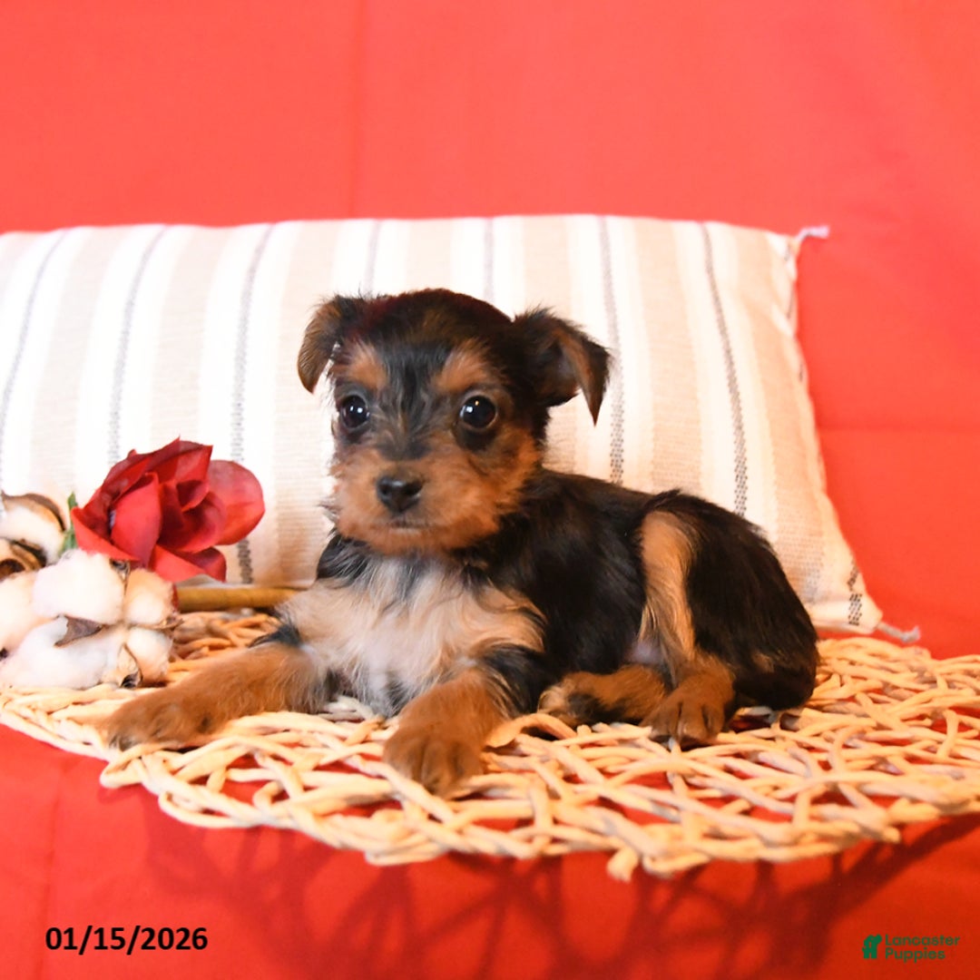 Yorkiepoo dogs for sale: Rosie - Ad 5