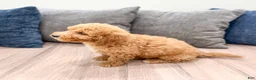 Miniature Labradoodle dogs for sale: Kent - Ad 5