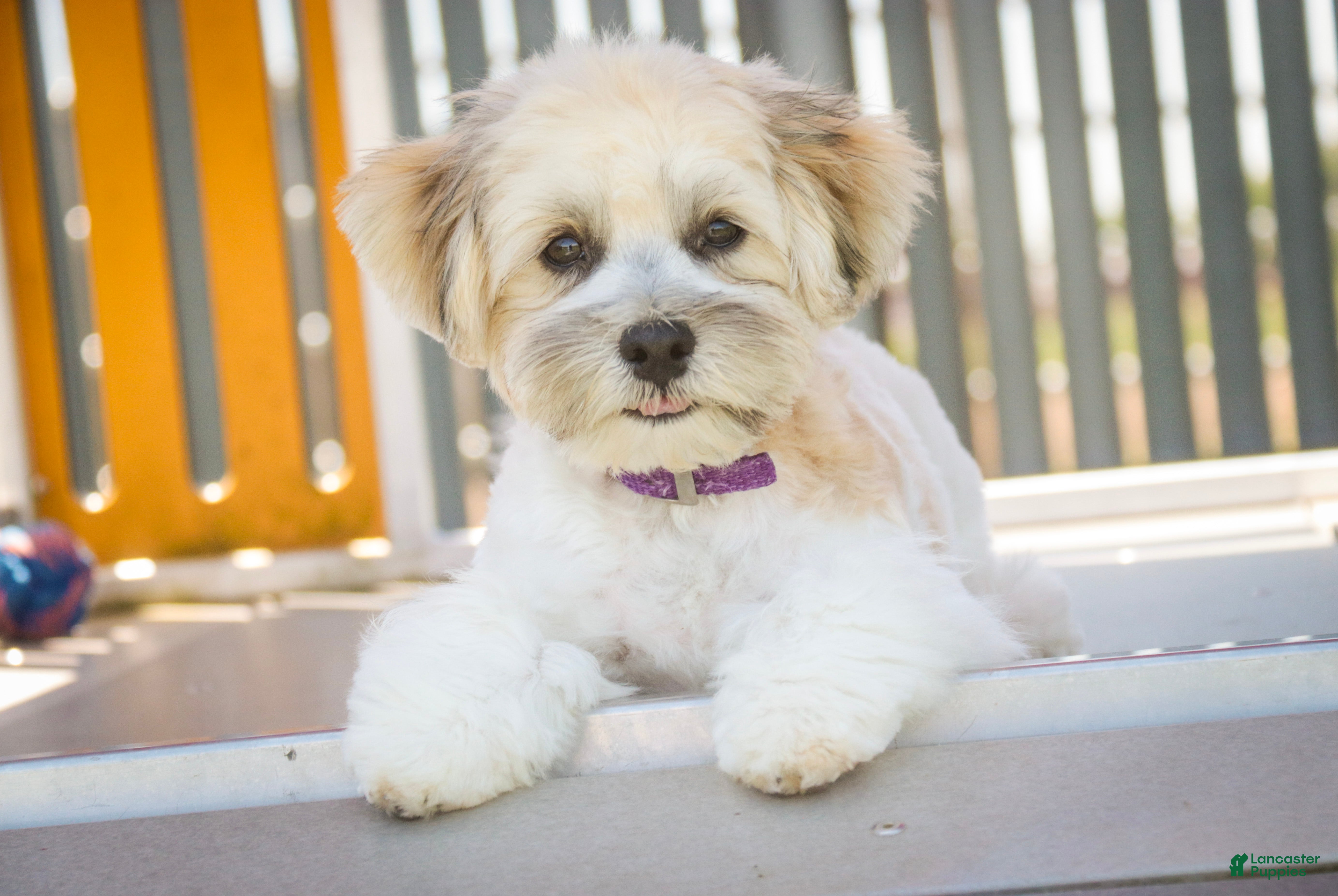 Havanese dogs Leo - Ad 1