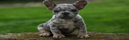 French Bulldog dogs for sale: Archie Beautiful Merle  Pup💙🐾 - Ad 5