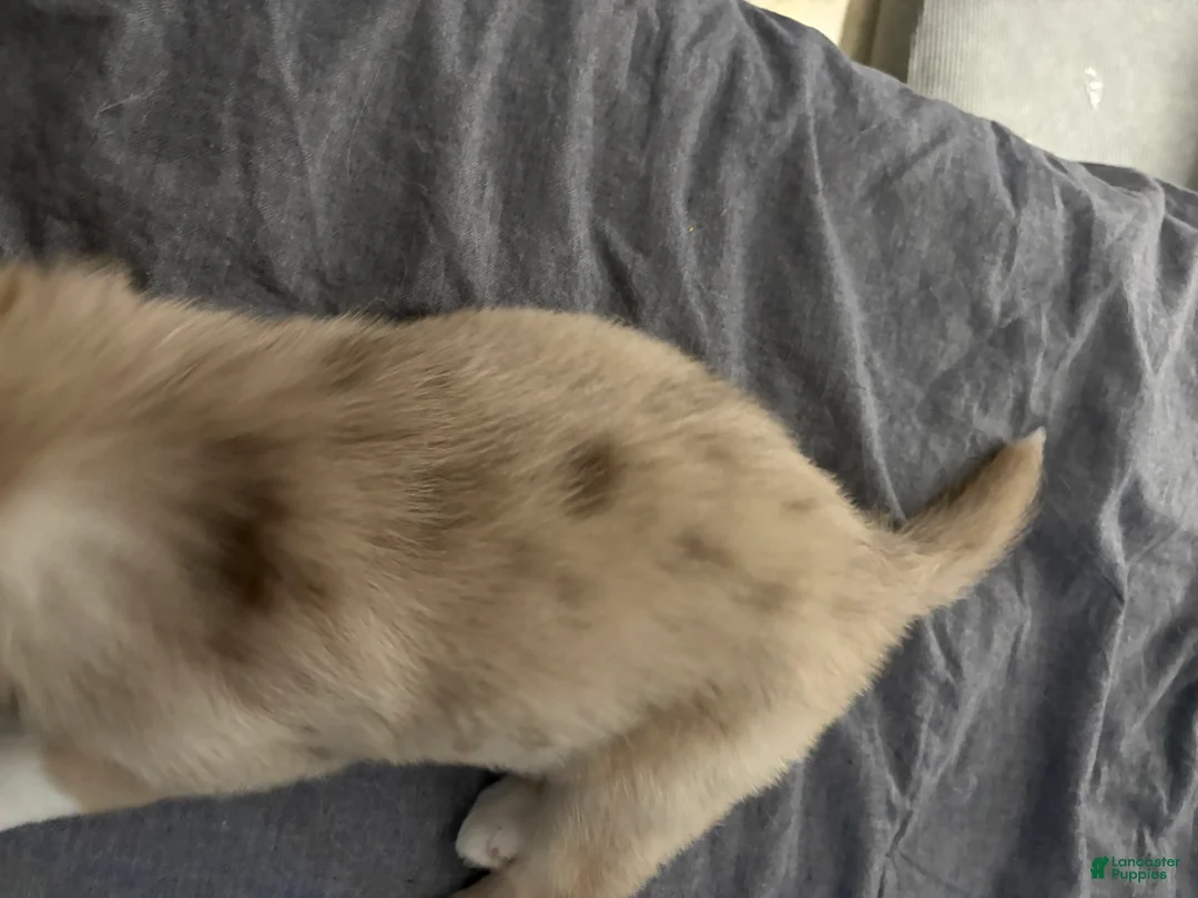 Mixed Breed dogs for sale: Mixed Breed Puppy 3 - Ad 2