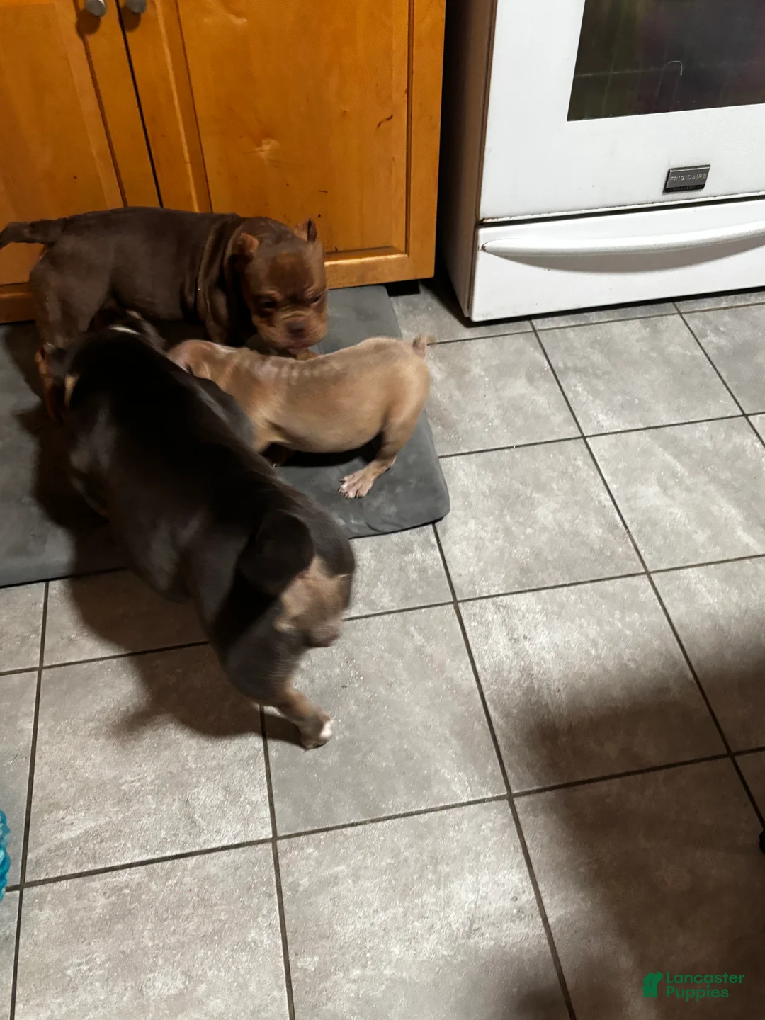 American Bully dogs for sale: American Bully Puppy 3 - Ad 9