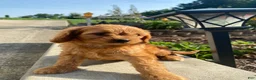 Cavapoo dogs for sale: Willow - Ad 13