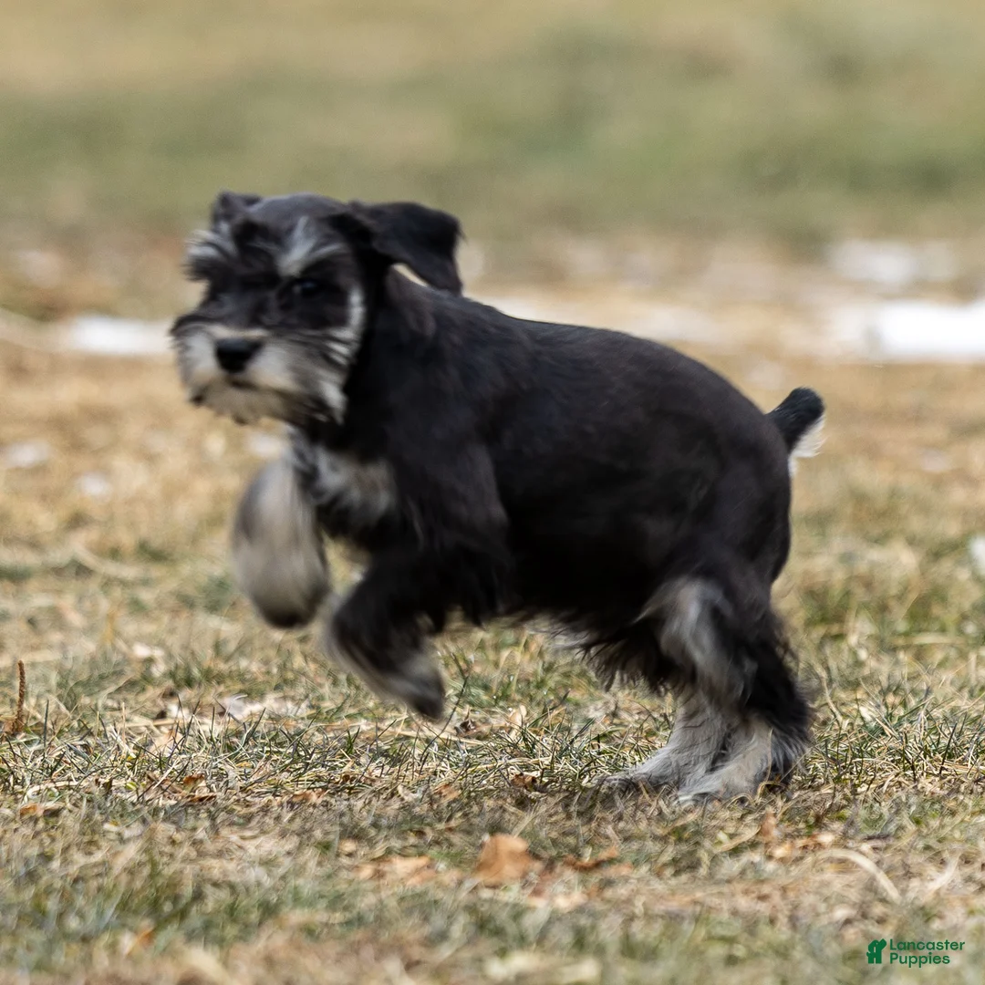 Miniature Schnauzer dogs for sale: Viva - Ad 2