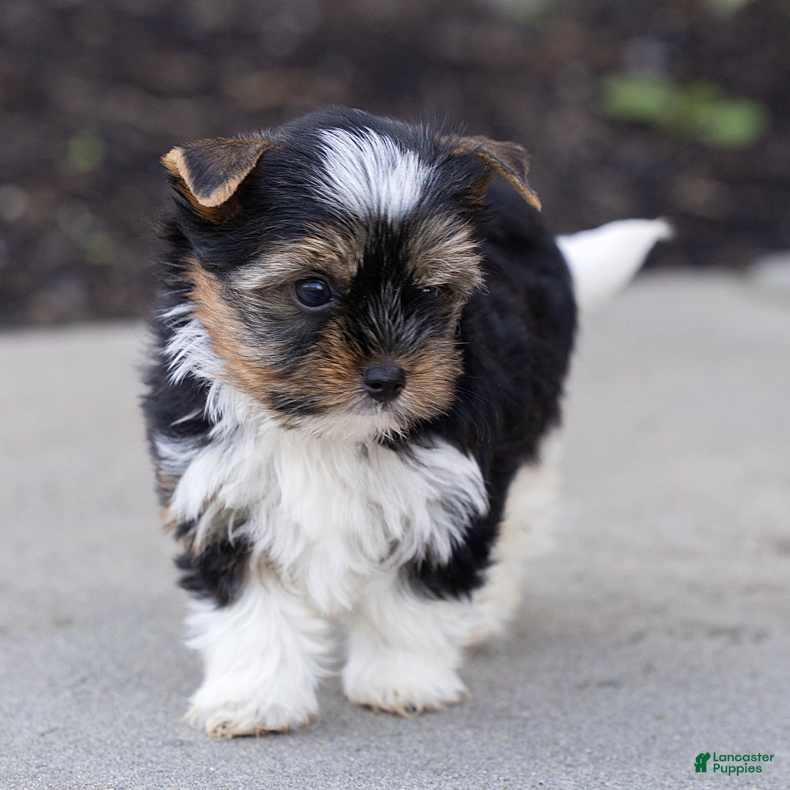 Biewer Terrier dogs Benjie Biewer Terrier  - Ad 2