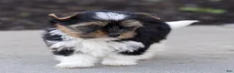 Biewer Terrier dogs for sale: Benjie Biewer Terrier  - Ad 2