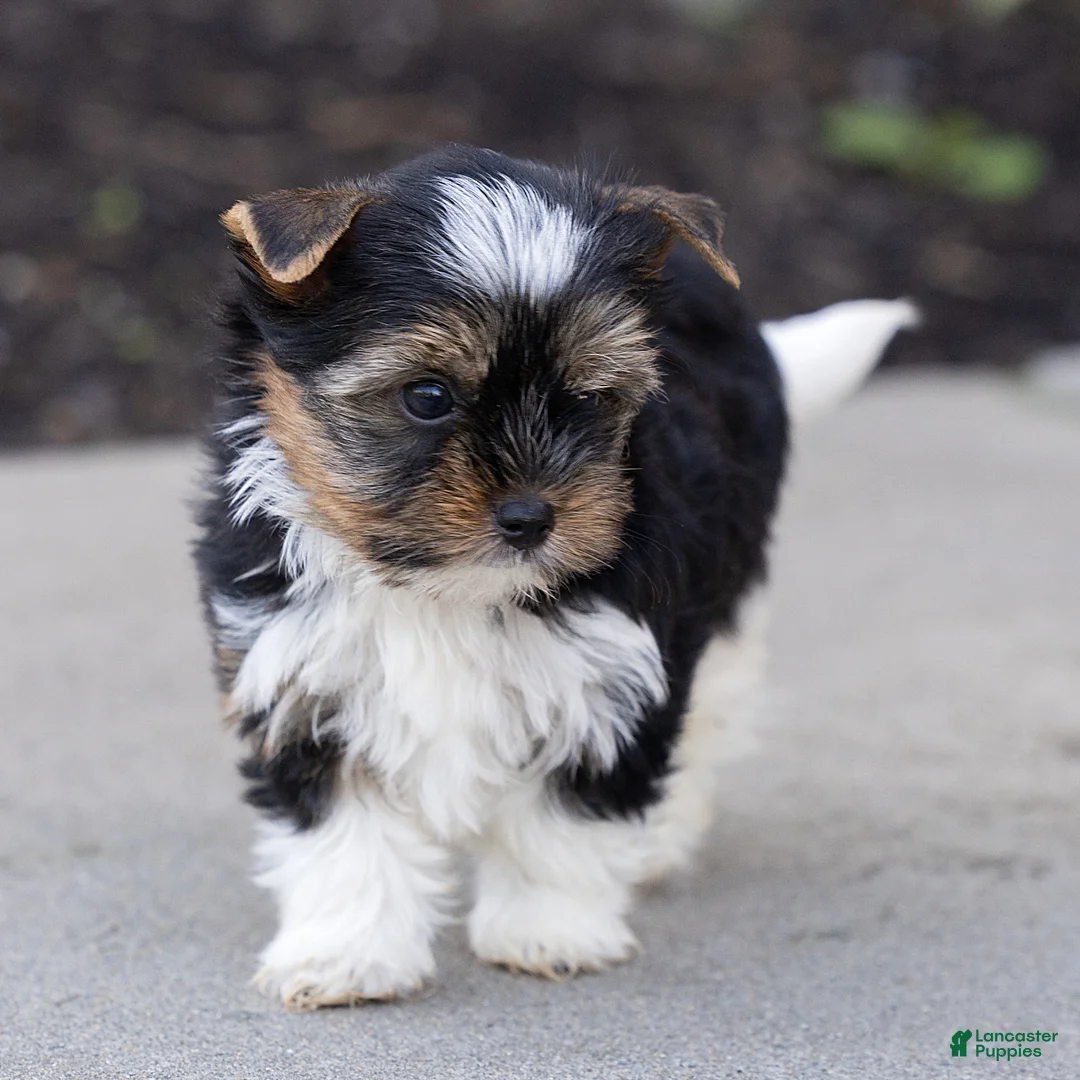 Biewer Terrier dogs for sale: Benjie Biewer Terrier  - Ad 2