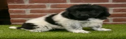 Newfoundland dogs for sale: Max - Ad 6