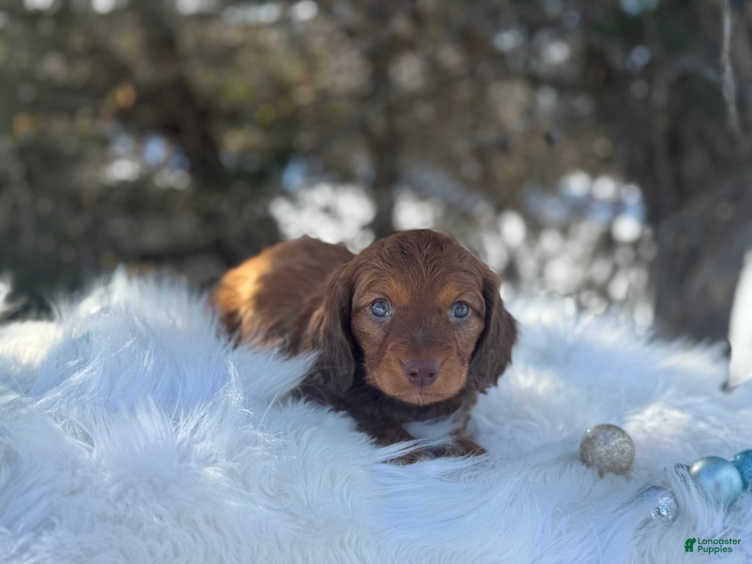Miniature Dachshund dogs for sale: Mistletoe  - Ad 4