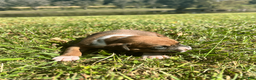 Boxer dogs for sale: AKC Boxer - Male 5 - Ad 4