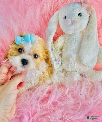 Cavapoo dogs Cavapoo 1 - Ad 19