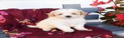 Havapoo dogs for sale: Latte - Ad 4