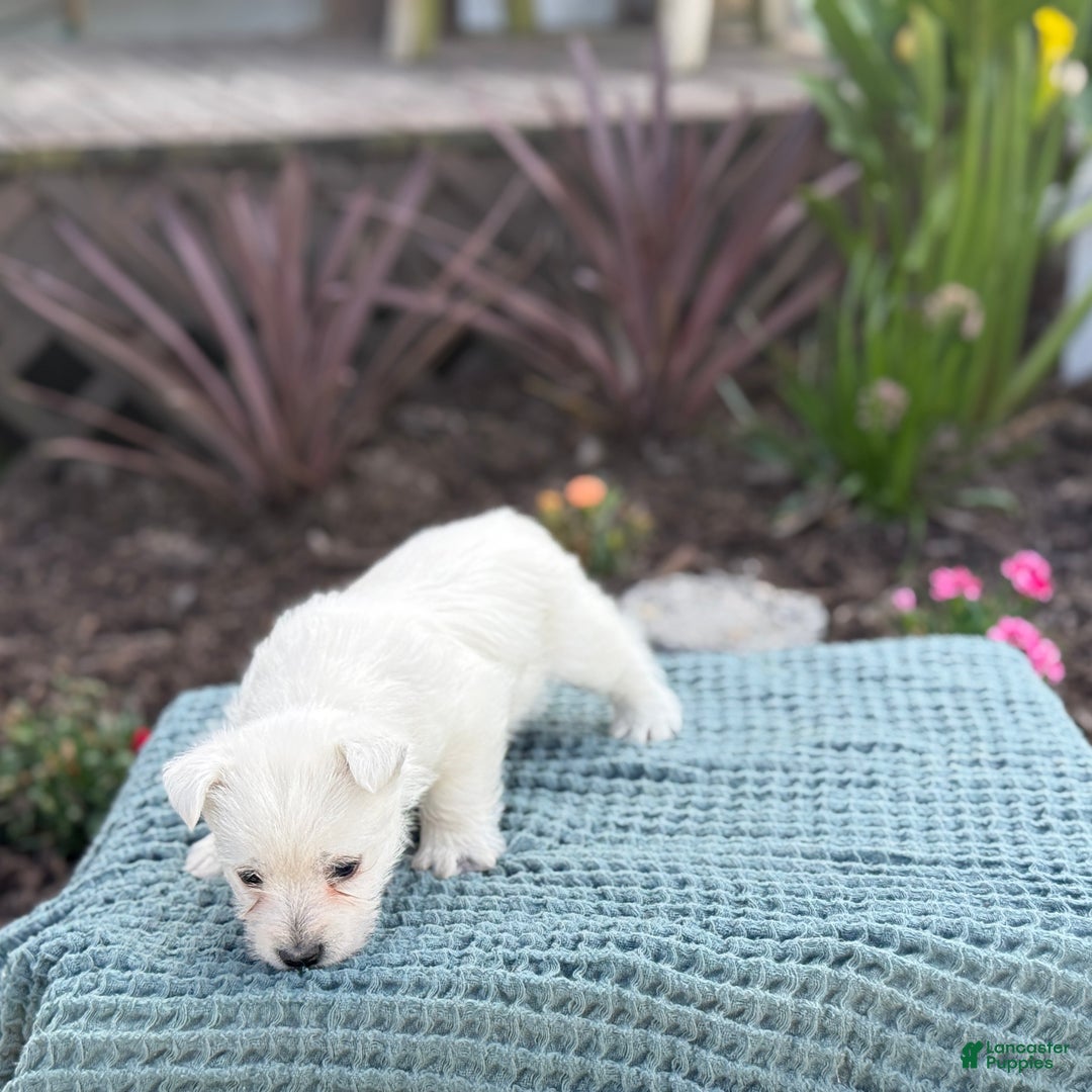 West Highland Terrier dogs for sale: Fancy - Ad 14