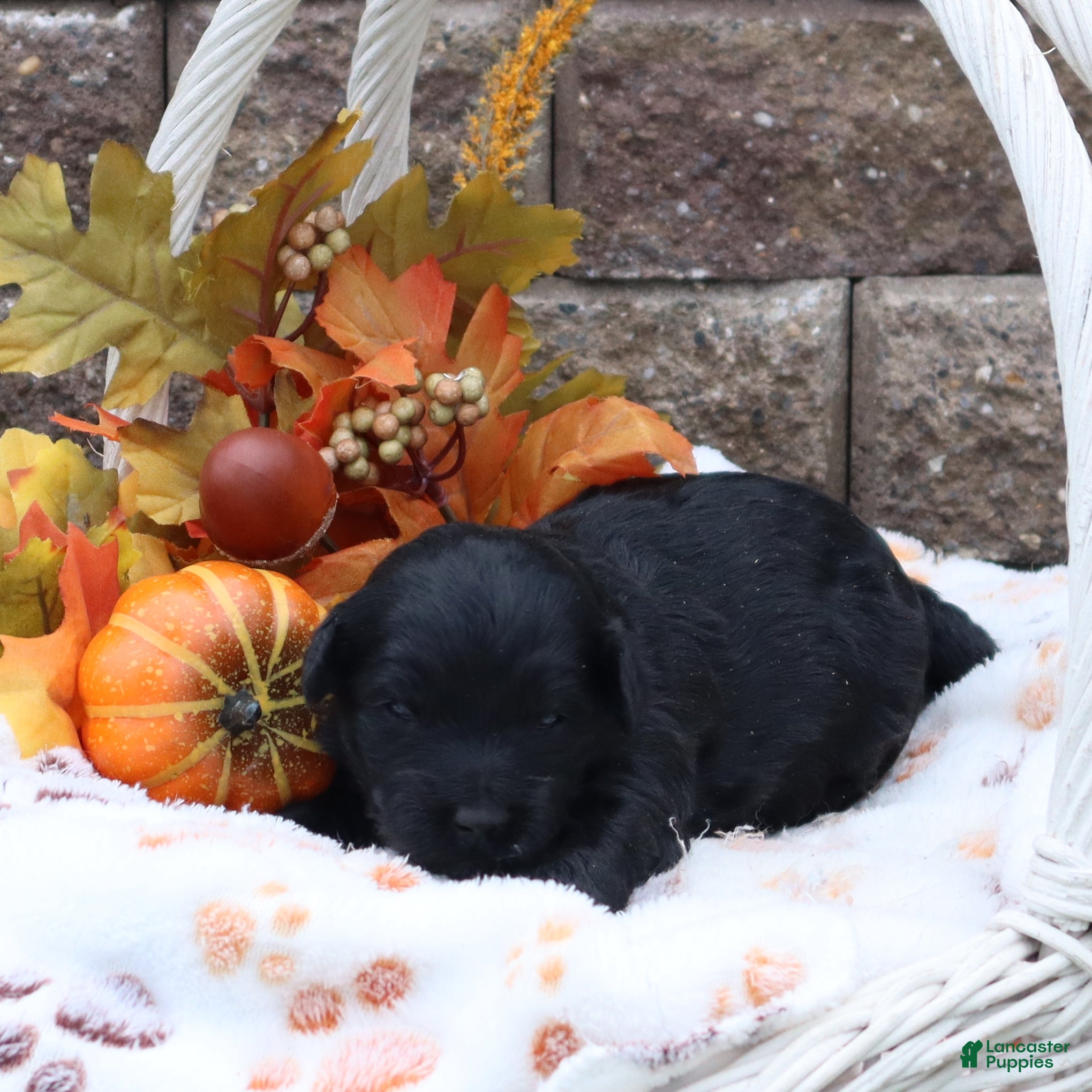 Mini Goldendoodle dogs Fidella - Ad 3