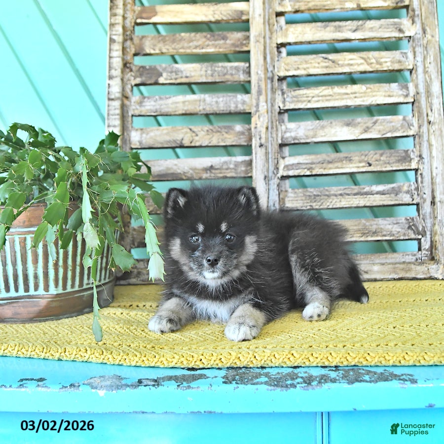 Pomsky dogs Luna  - Ad 2