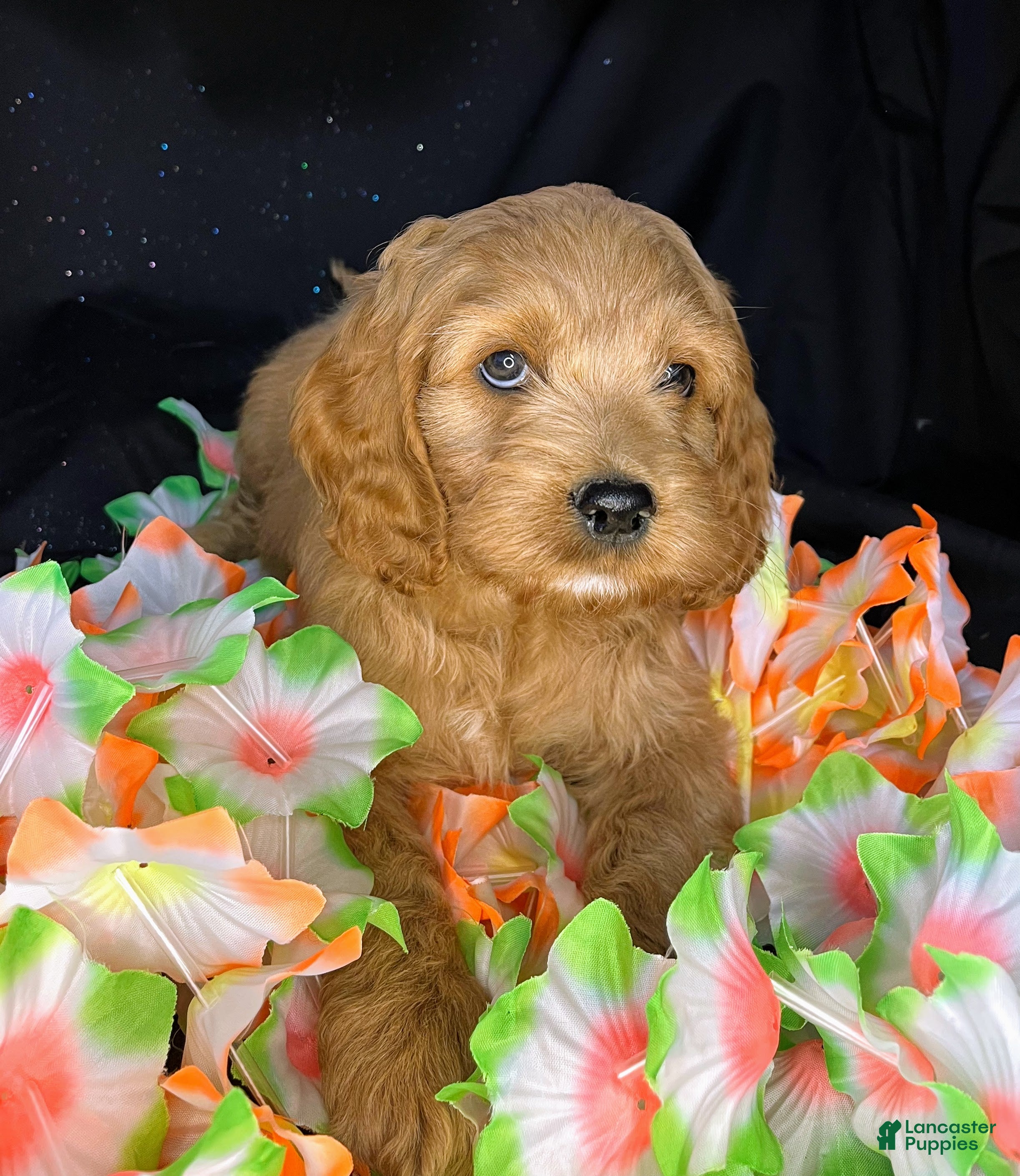 Cockapoo dogs Astro - Ad 1