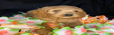 Astro