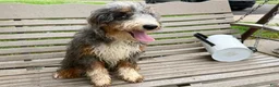 Mini Bernedoodle dogs for sale: Dante - Ad 1