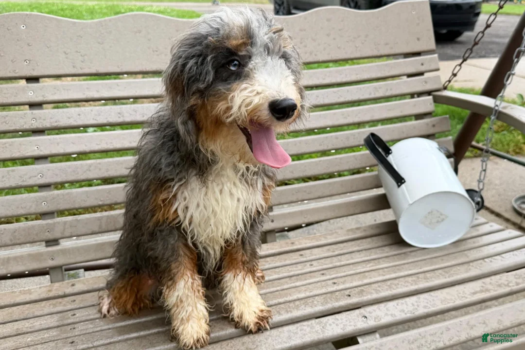 Mini Bernedoodle dogs for sale: Dante - Ad 1