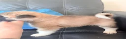 Akita dogs for sale: AKC American Akita Puppies 1500 - Ad 1