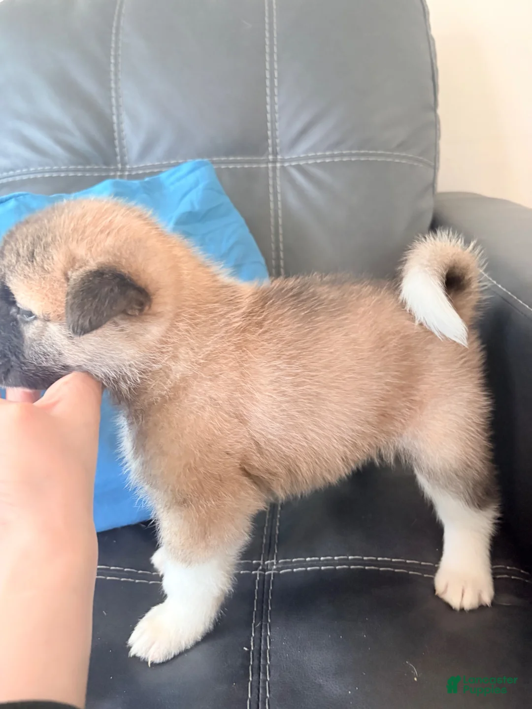 Akita dogs for sale: AKC American Akita Puppies 1500 - Ad 1