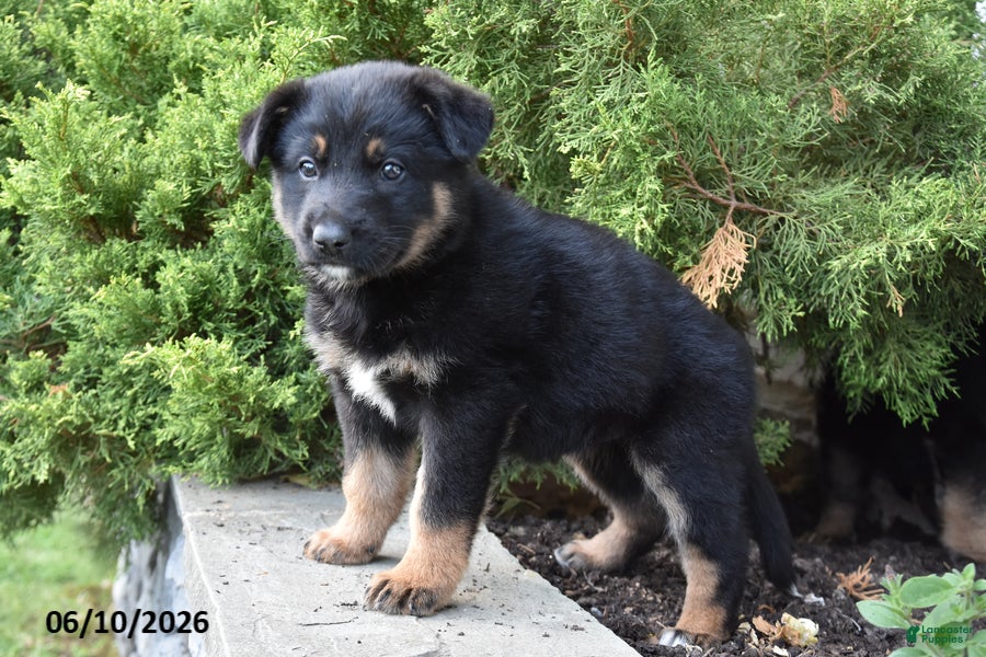 Mixed Breed dogs Khloe - Ad 2