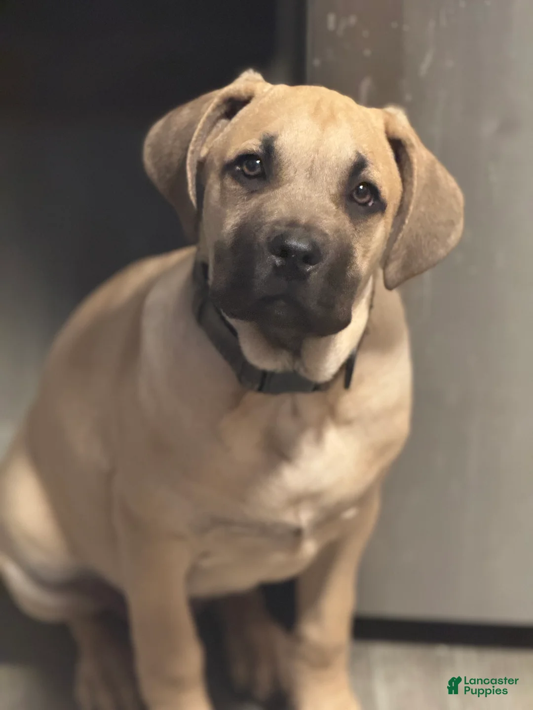 Cane Corso dogs for sale: Cane Corso Puppy 2 - Ad 2