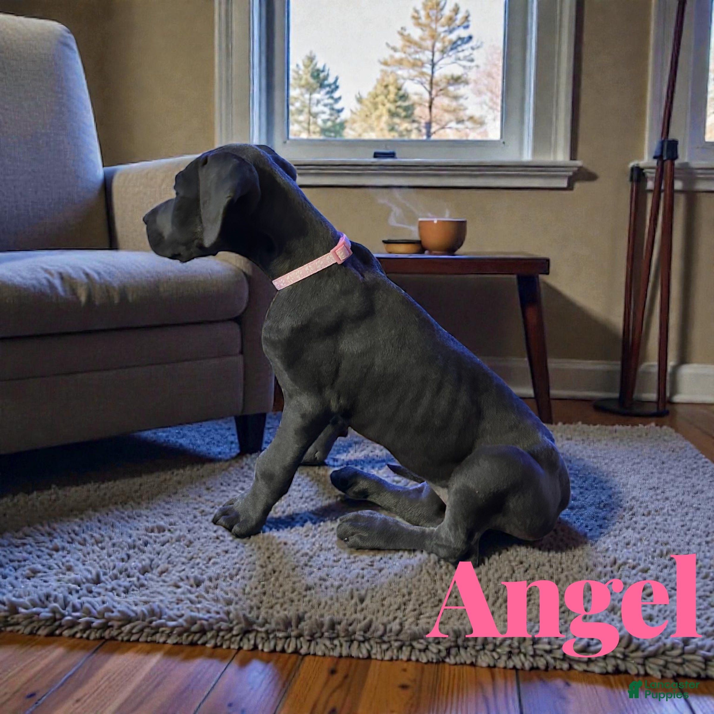 Great Dane dogs Angel - Ad 5
