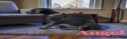 Great Dane dogs for sale: Angel - Ad 1