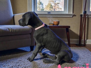 Great Dane dogs Angel - Ad 5