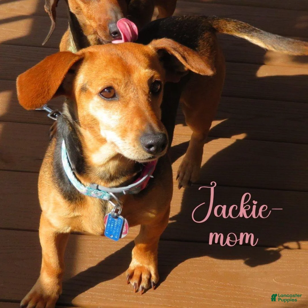 Mixed Breed dogs for sale: Mixed Breed dachshund - Ad 9