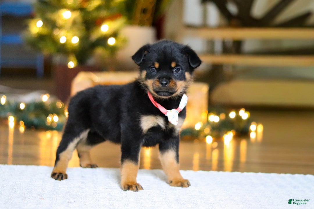 Rottweiler dogs for sale: Raven - Ad 3