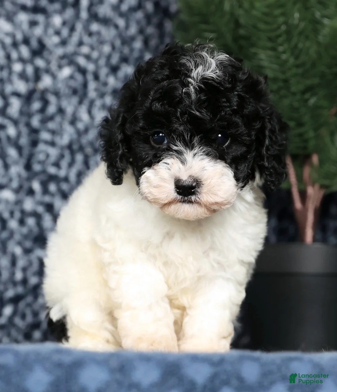 Havapoo dogs for sale: Lexie - Ad 3