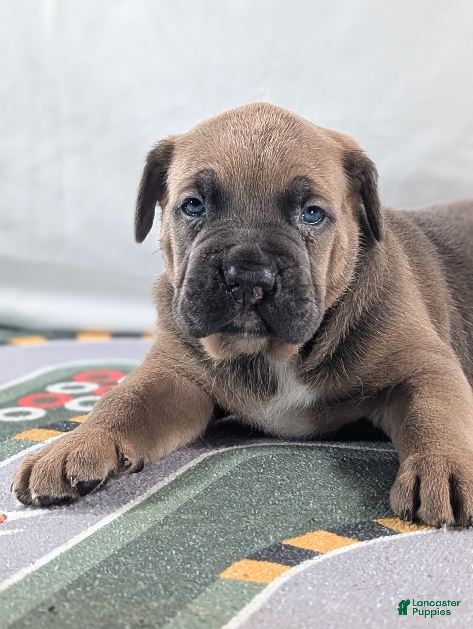 Cane Corso dogs for sale: Orion  - Ad 1
