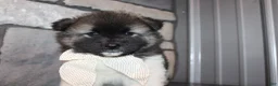 Akita dogs for sale: AKC Riley - Ad 8