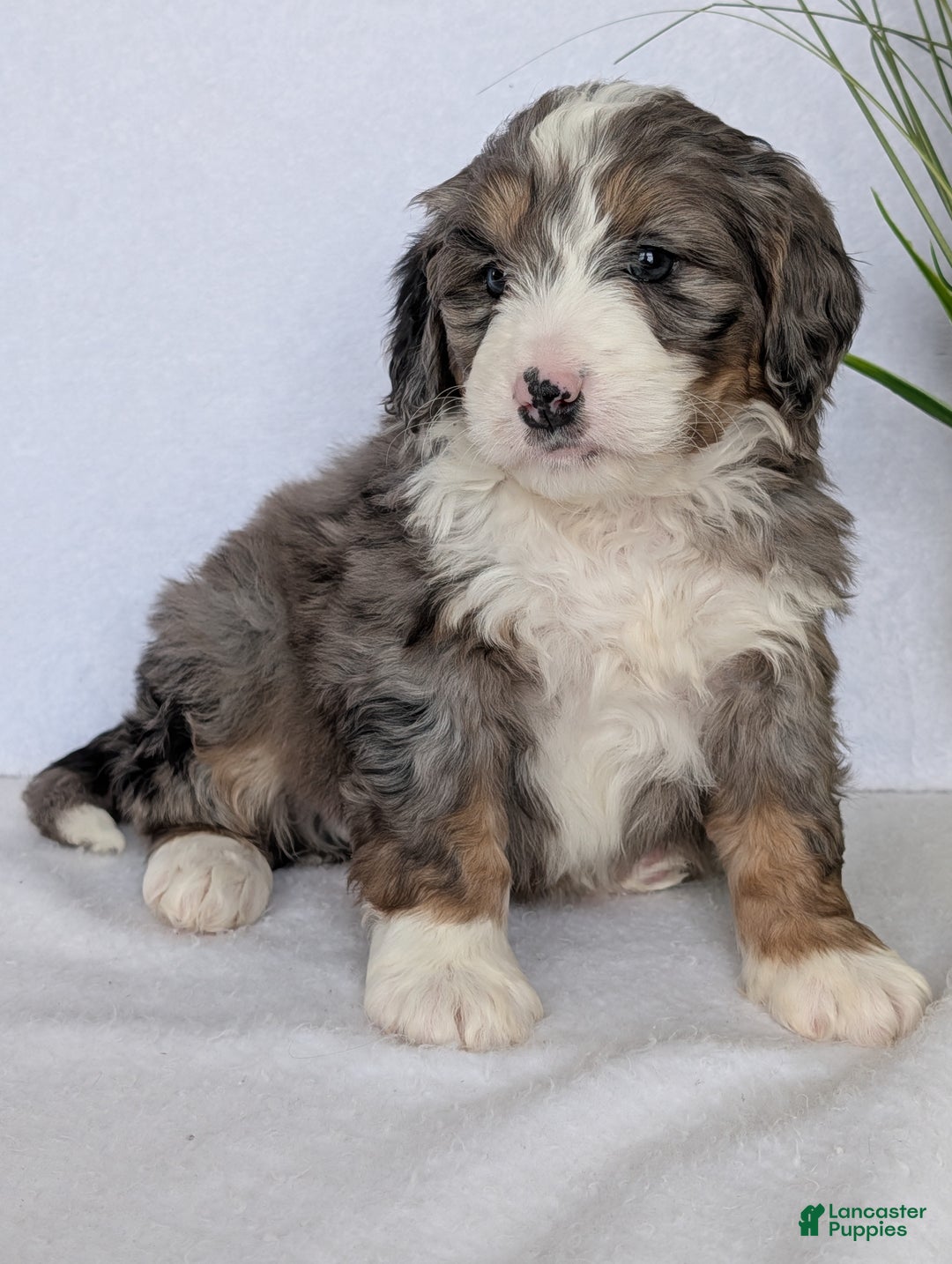 Mini Bernedoodle dogs for sale: Mini Bluey - Ad 5