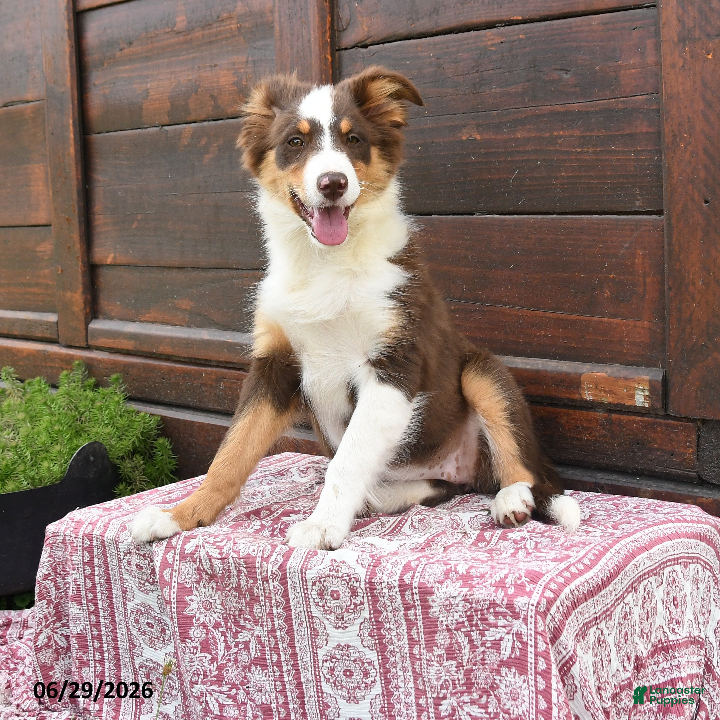 Miniature Australian Shepherd dogs Gemini - Ad 1