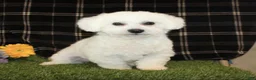 Bichon Frise dogs for sale: Elayna - Ad 6