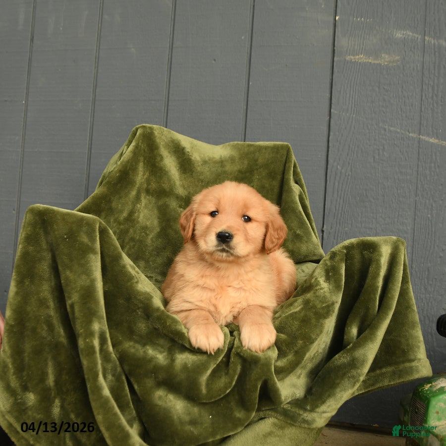 Golden Retriever dogs Willow - Ad 1