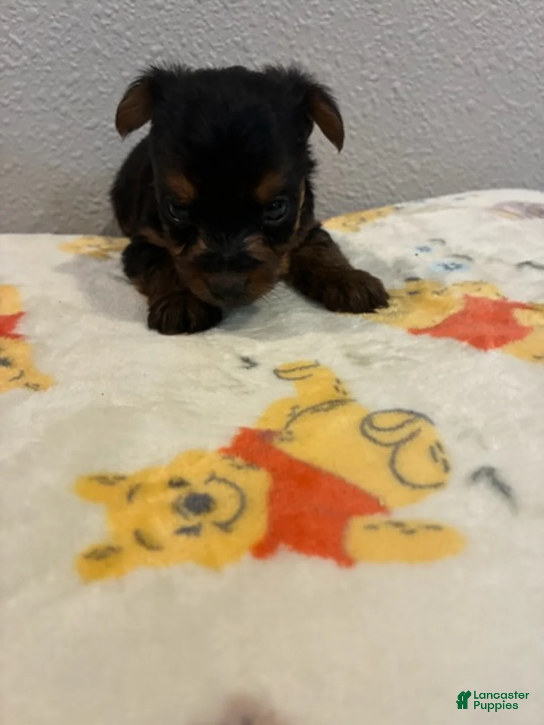 Yorkshire Terrier dogs for sale: Boy 2 - Ad 4