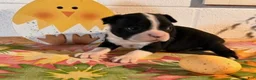 Boston Terrier dogs for sale: Brody - Ad 4